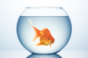 Le retour de l'Intelligence Artificielle, ou le syndrome du poisson rouge ?