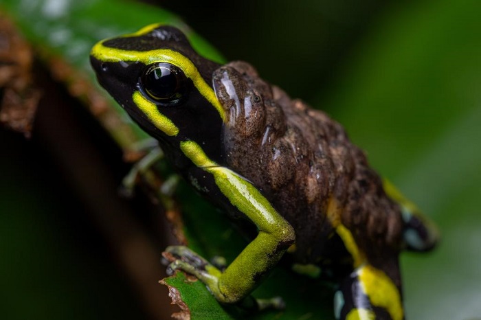 Une grenouille de la forêt de SumUp (Crédit : Wilderness International)
