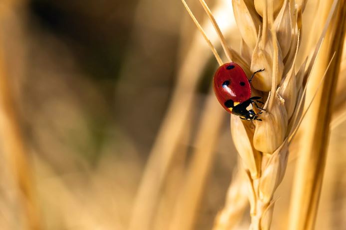 Crédit Agricole Assurances rejoint la Finance for Biodiversity Foundation