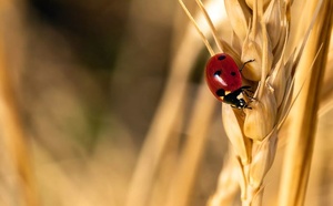 Crédit Agricole Assurances rejoint la Finance for Biodiversity Foundation